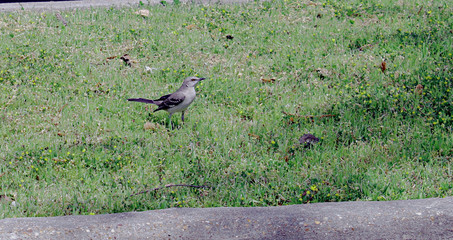 Northern mockingbird