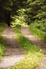 Fototapeta premium A road in a green forest.
