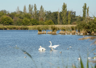 White swans having a rest on the river. One swan is flapping its wings and another swan is cleaning its feathers