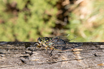Chorus cicada on dry log with blurry background