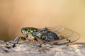 Adult Chorus cicada, New Zealand
