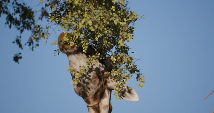 4K close-up view of a desert giraffe stretching its neck to feed on vegetation with blye sky in the background, Hoanib Valley,Namib Desert, Namibia 