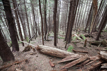 Woods, Bay of Fundy Canada