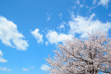 青空に桜