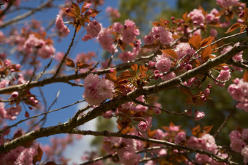 Branche de cerisier du Japon