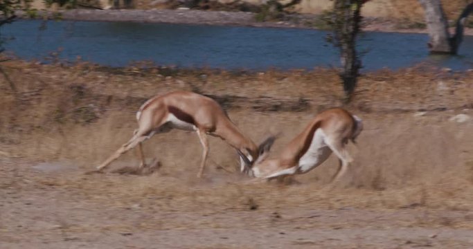 4K close-up view of two male springbuck fighting for dominance at the edge of a waterhole, Etosha National Park, Namibia