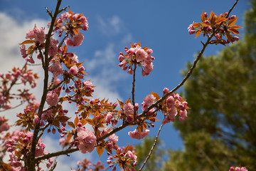 Cerisier du Japon dans le ciel