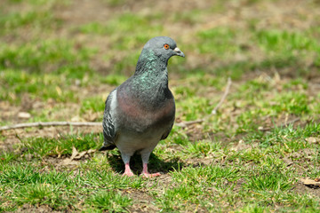 Pigeon