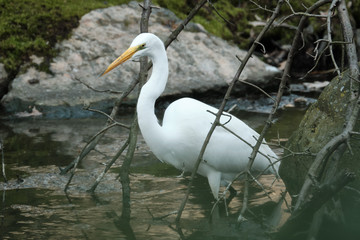 Egret