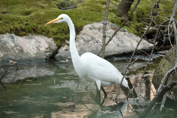 Egret