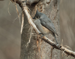 Obraz premium Tufted Titmouse
