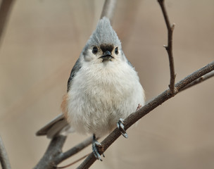 Tufted Titmouse