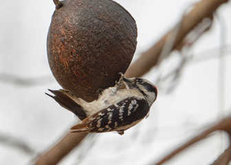 Woodpecker
