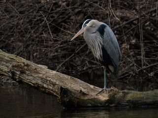Great Blue Heron