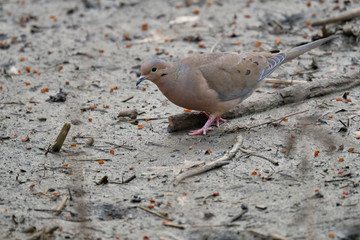 Mourning dove