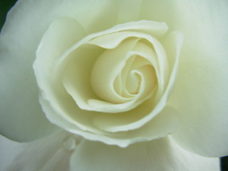 white rose 