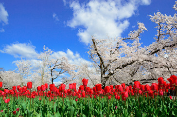 チューリップと桜
