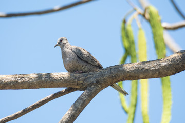 Tortolita Cola Larga