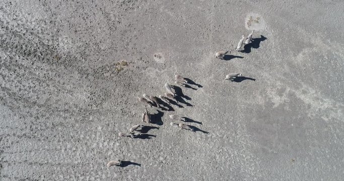4K straight down zoom in circular aerial view of a group of zebra standing and resting on Makgadikgadi pans, Botswana 
