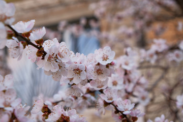Twig of fresh cherry tree flowers in april closeup