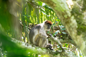 Red colobus in Uganda