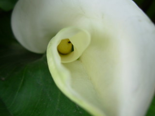 closeup of white flower