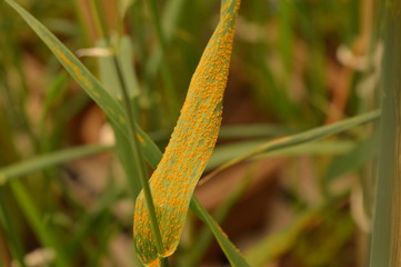 Wheat leaf infected by Puccinia