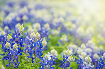 Texas Bluebonnets (Lupinus texensis) blooming in springtime