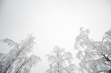 Snowy trees and a grey, cloudy sky.