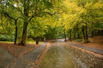 Autumn walk in Slottsskogen, Gotheburg. Tree's leaves are greeen and yellow and the ground is filled with brown leaves.