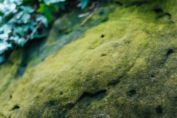 Fototapeta premium Green moss on stone