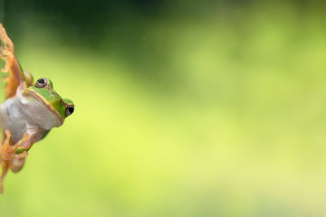 アマガエル 背景森