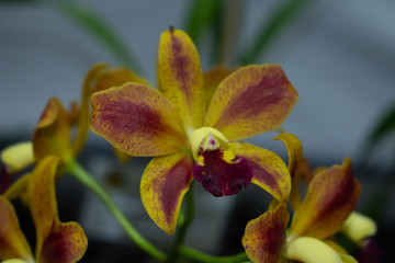 Orchid fair
