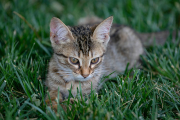 Naklejka na ściany i meble Tiger kitten lying on the green grass in the Park.