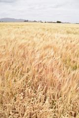 Arizona wheat ready for harvest