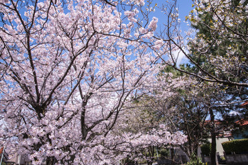 ソメイヨシノの回廊