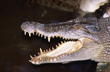 krokodile in thailand
