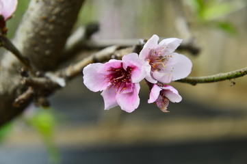 In full bloom in the peach blossom