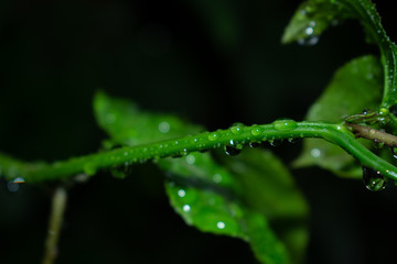 Passion fruit leaves