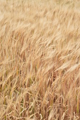 Arizona wheat ready for harvest