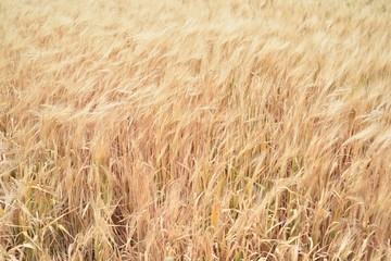 Arizona wheat ready for harvest