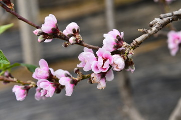 In full bloom in the peach blossom