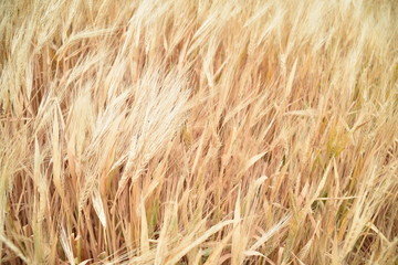 Arizona wheat ready for harvest