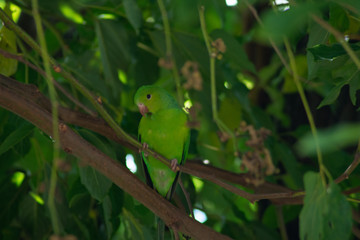 Plain parkeet bird