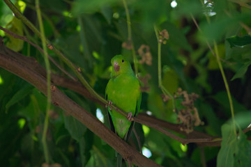 Plain parkeet bird