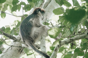 Red colobus in Uganda