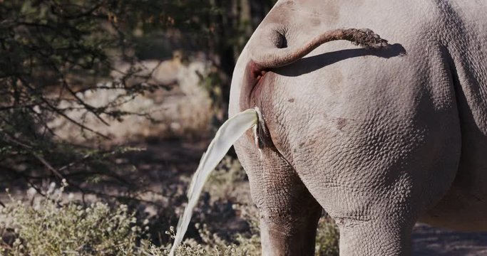 4K close-up rear view of a female Black Rhino urinating, Etosha National Park, Namibia