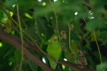 Plain parkeet bird