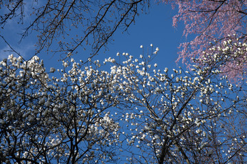 さくらの季節