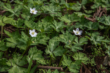 樹木公園のニリンソウ